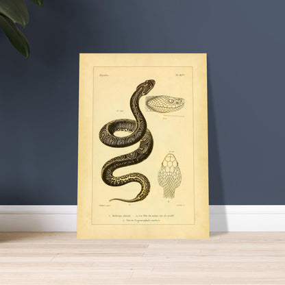 Bothrops und Lanzenotter: Reproduktion anatomischer Schlangentafeln. Alte wissenschaftliche Tafel mit Darstellungen von Schlangenköpfen, 'Bothrops alterné' und 'Trigonocéphale', in Profil- und Aufsicht.