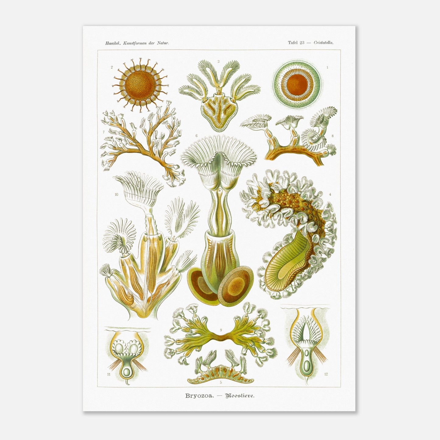 Planche de Bryozoaires (Moostierre), Ernst Haeckel (29,7x42 cm (A3)). Affiche artistique d'histoire naturelle du XIXe siècle représentant des Bryozoaires, avec des illustrations détaillées de plusieurs spécimens ramifiés et coloniaux.