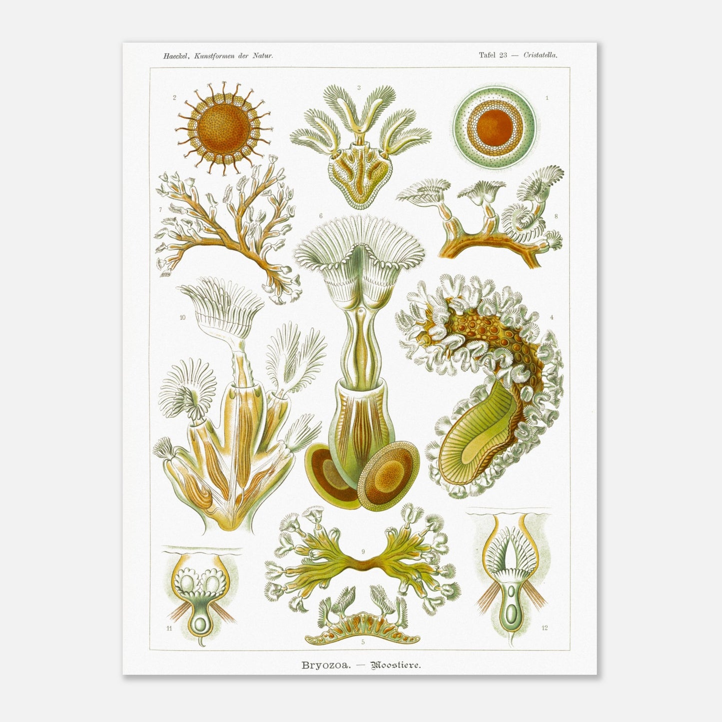 Planche de Bryozoaires (Moostierre), Ernst Haeckel (30x40 cm). Affiche artistique d'histoire naturelle du XIXe siècle représentant des Bryozoaires, avec des illustrations détaillées de plusieurs spécimens ramifiés et coloniaux.