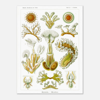 Planche de Bryozoaires (Moostierre), Ernst Haeckel (30x40 cm). Affiche artistique d'histoire naturelle du XIXe siècle représentant des Bryozoaires, avec des illustrations détaillées de plusieurs spécimens ramifiés et coloniaux.