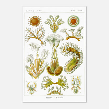 Planche de Bryozoaires (Moostierre), Ernst Haeckel (40x60 cm). Affiche artistique d'histoire naturelle du XIXe siècle représentant des Bryozoaires, avec des illustrations détaillées de plusieurs spécimens ramifiés et coloniaux.