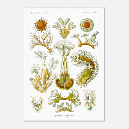 Planche de Bryozoaires (Moostierre), Ernst Haeckel (42x59,4 cm (A2)). Affiche artistique d'histoire naturelle du XIXe siècle représentant des Bryozoaires, avec des illustrations détaillées de plusieurs spécimens ramifiés et coloniaux.
