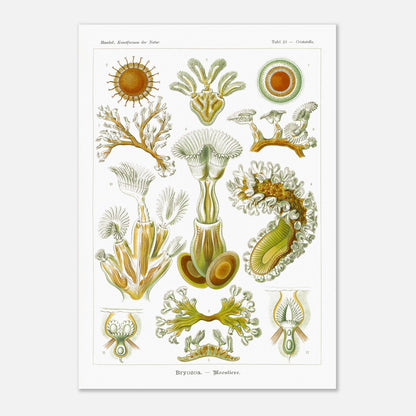 Planche de Bryozoaires (Moostierre), Ernst Haeckel (59,4x84,1 cm (A1)). Affiche artistique d'histoire naturelle du XIXe siècle représentant des Bryozoaires, avec des illustrations détaillées de plusieurs spécimens ramifiés et coloniaux.