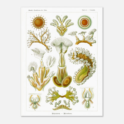 Planche de Bryozoaires (Moostierre), Ernst Haeckel (60x80 cm). Affiche artistique d'histoire naturelle du XIXe siècle représentant des Bryozoaires, avec des illustrations détaillées de plusieurs spécimens ramifiés et coloniaux.