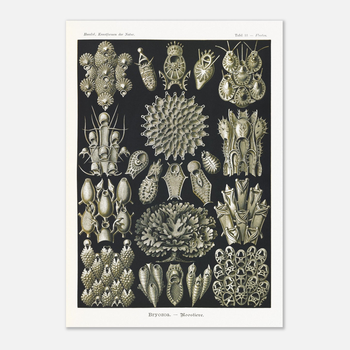 Planche de bryozoaires par Ernst Haeckel - Kunstformen der Natur (29,7x42 cm (A3)). Lithographie naturaliste d'Ernst Haeckel représentant diverses formes de bryozoaires sur fond noir.