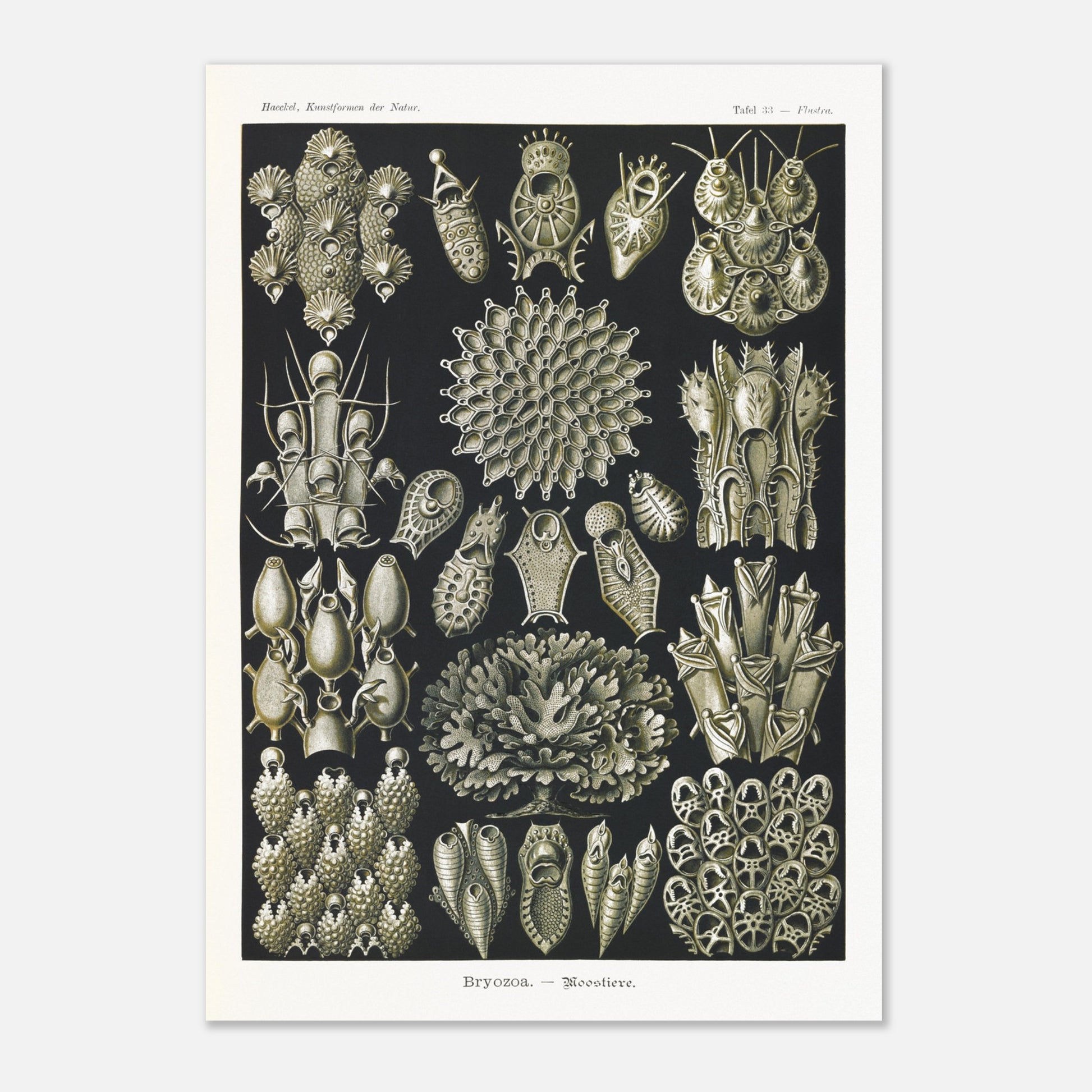 Planche de bryozoaires par Ernst Haeckel - Kunstformen der Natur (29,7x42 cm (A3)). Lithographie naturaliste d'Ernst Haeckel représentant diverses formes de bryozoaires sur fond noir.