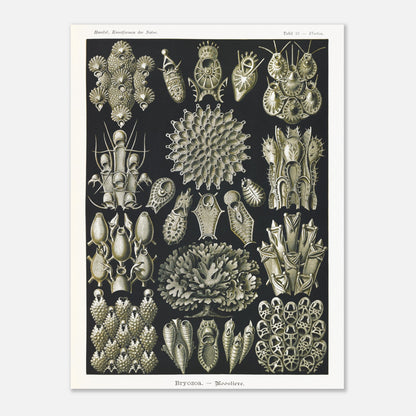 Planche de bryozoaires par Ernst Haeckel - Kunstformen der Natur (30x40 cm). Lithographie naturaliste d'Ernst Haeckel représentant diverses formes de bryozoaires sur fond noir.