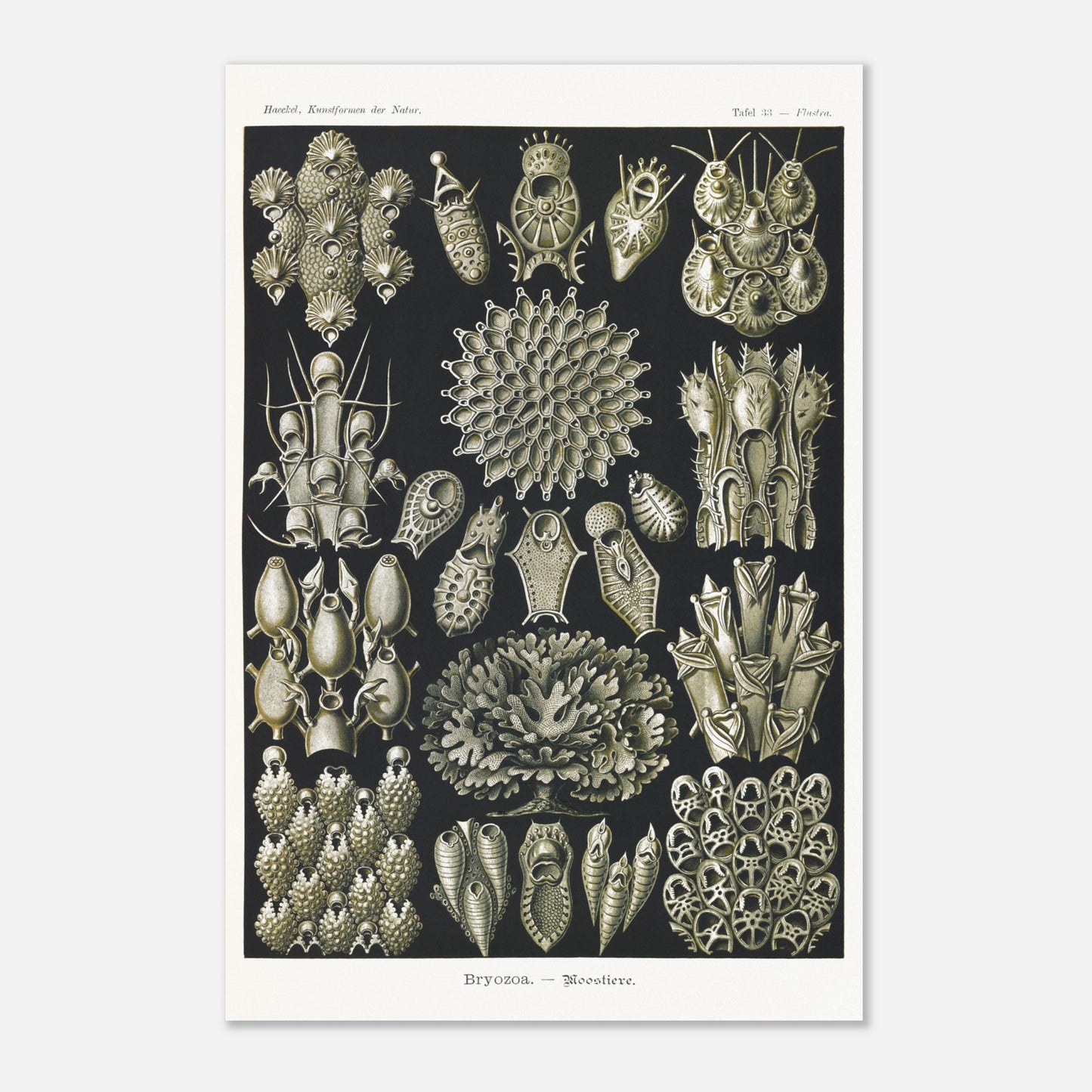 Planche de bryozoaires par Ernst Haeckel - Kunstformen der Natur (40x60 cm). Lithographie naturaliste d'Ernst Haeckel représentant diverses formes de bryozoaires sur fond noir.