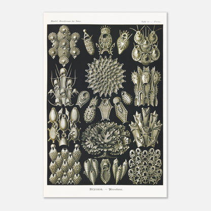 Planche de bryozoaires par Ernst Haeckel - Kunstformen der Natur (40x60 cm). Lithographie naturaliste d'Ernst Haeckel représentant diverses formes de bryozoaires sur fond noir.