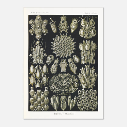 Planche de bryozoaires par Ernst Haeckel - Kunstformen der Natur (50x70 cm). Lithographie naturaliste d'Ernst Haeckel représentant diverses formes de bryozoaires sur fond noir.