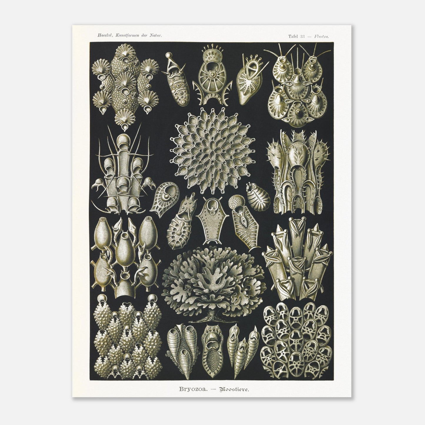 Planche de bryozoaires par Ernst Haeckel - Kunstformen der Natur (60x80 cm). Lithographie naturaliste d'Ernst Haeckel représentant diverses formes de bryozoaires sur fond noir.