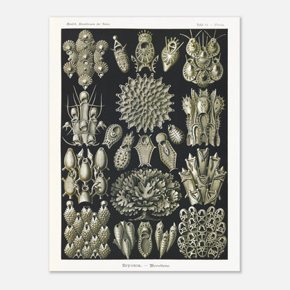 Planche de bryozoaires par Ernst Haeckel - Kunstformen der Natur (60x80 cm). Lithographie naturaliste d'Ernst Haeckel représentant diverses formes de bryozoaires sur fond noir.