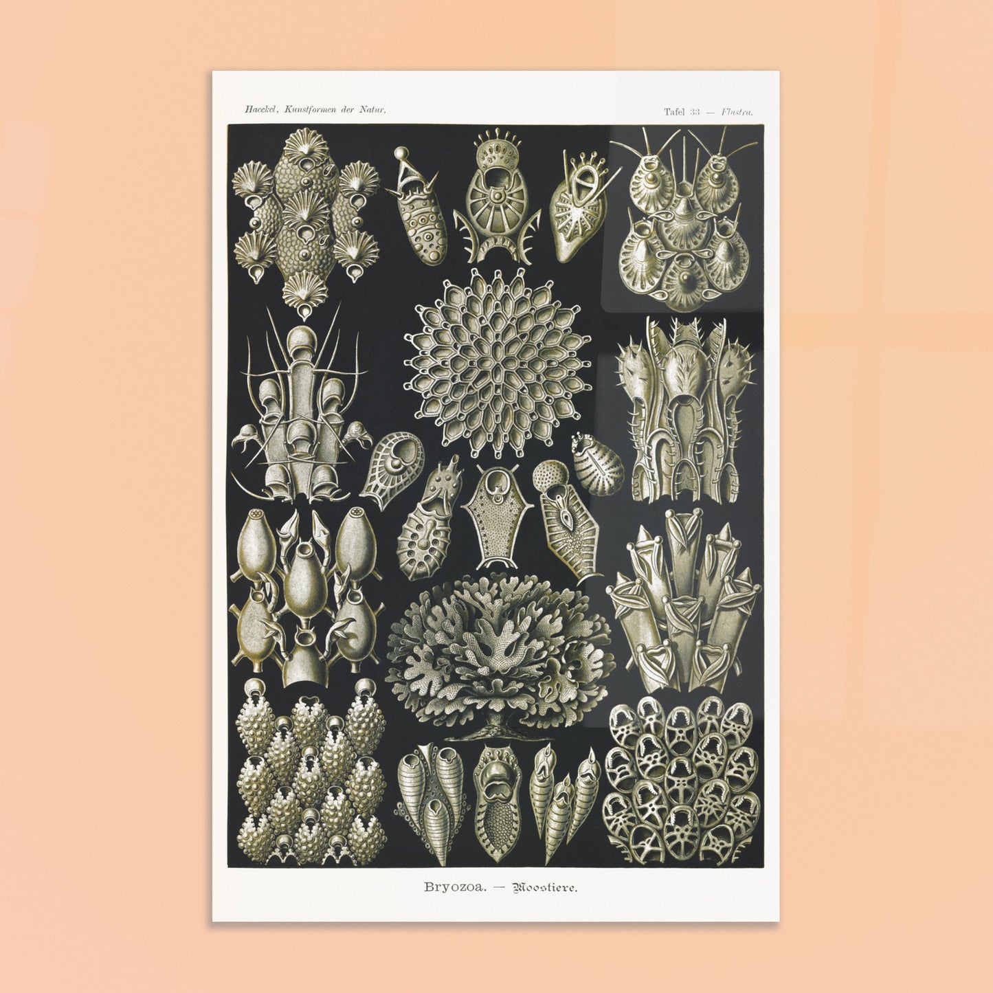 Planche de bryozoaires par Ernst Haeckel - Kunstformen der Natur. Lithographie naturaliste d'Ernst Haeckel représentant diverses formes de bryozoaires sur fond noir. Image d'illustration 8