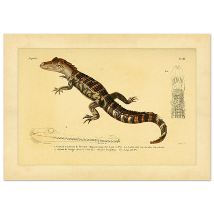 Kaiman und Gavial: Historische Reptilienillustration (21x29,7 cm (A4)). Herpetologische Tafel mit einem Kaiman und einem Gavial, inklusive Ansichten des Kaimankopfes und des Gavialkörpers.