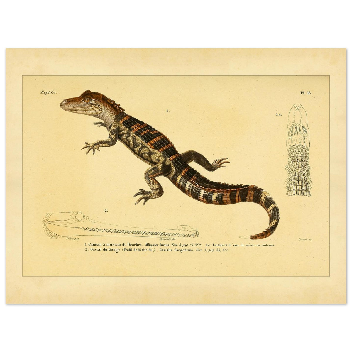 Kaiman und Gavial: Historische Reptilienillustration (30x40 cm). Herpetologische Tafel mit einem Kaiman und einem Gavial, inklusive Ansichten des Kaimankopfes und des Gavialkörpers.