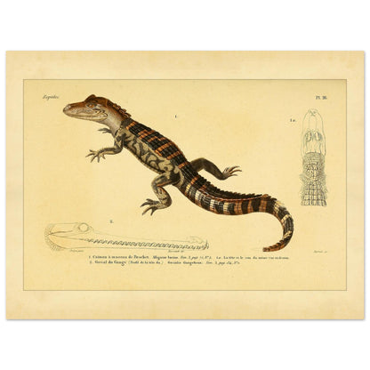 Kaiman und Gavial: Historische Reptilienillustration (30x40 cm). Herpetologische Tafel mit einem Kaiman und einem Gavial, inklusive Ansichten des Kaimankopfes und des Gavialkörpers.