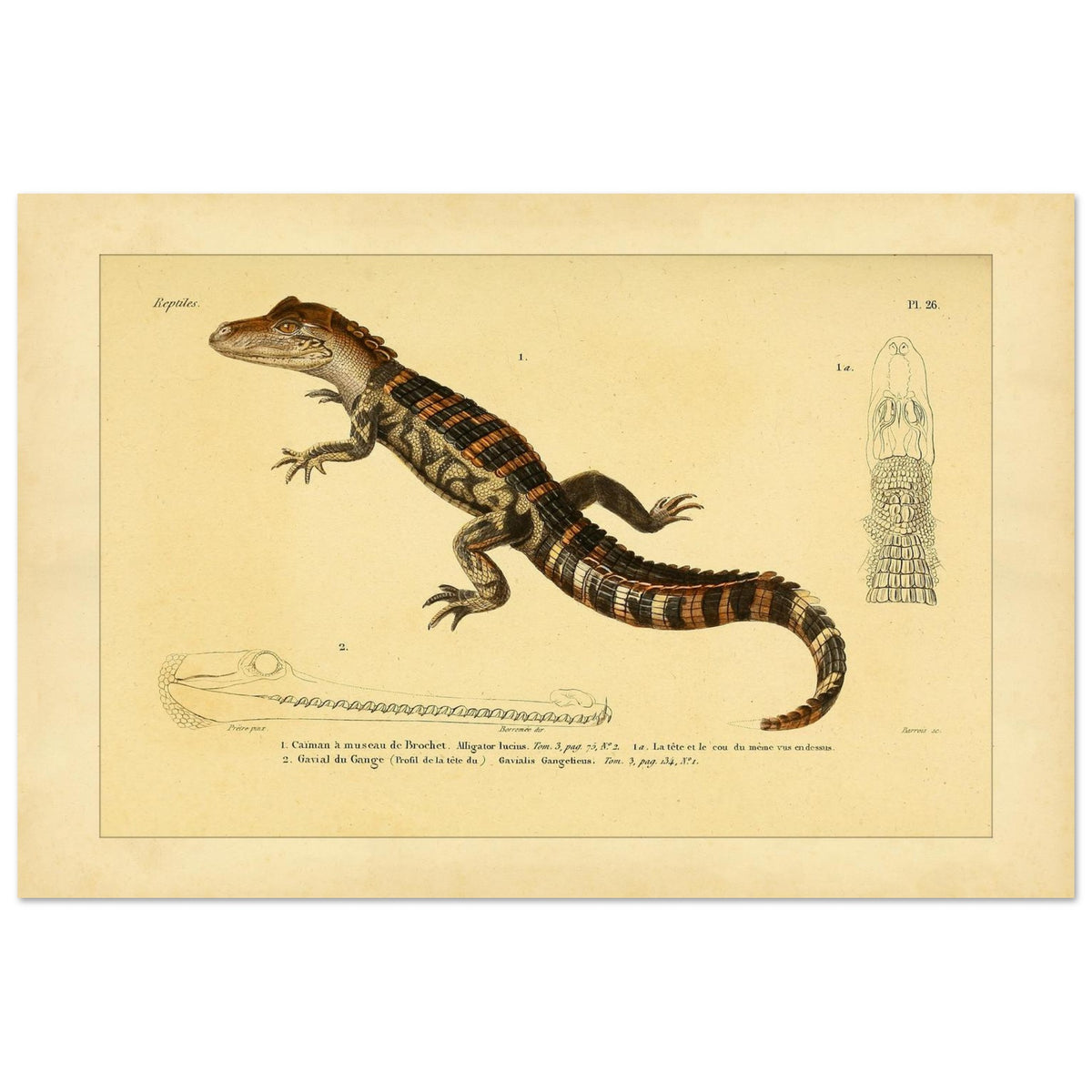 Kaiman und Gavial: Historische Reptilienillustration (40x60 cm). Herpetologische Tafel mit einem Kaiman und einem Gavial, inklusive Ansichten des Kaimankopfes und des Gavialkörpers.