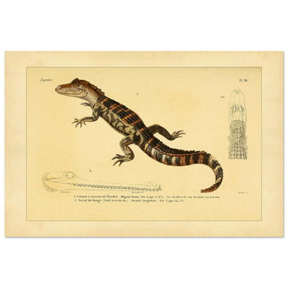 Kaiman und Gavial: Historische Reptilienillustration (40x60 cm). Herpetologische Tafel mit einem Kaiman und einem Gavial, inklusive Ansichten des Kaimankopfes und des Gavialkörpers.