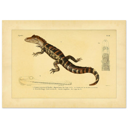 Kaiman und Gavial: Historische Reptilienillustration (42x59,4 cm (A2)). Herpetologische Tafel mit einem Kaiman und einem Gavial, inklusive Ansichten des Kaimankopfes und des Gavialkörpers.