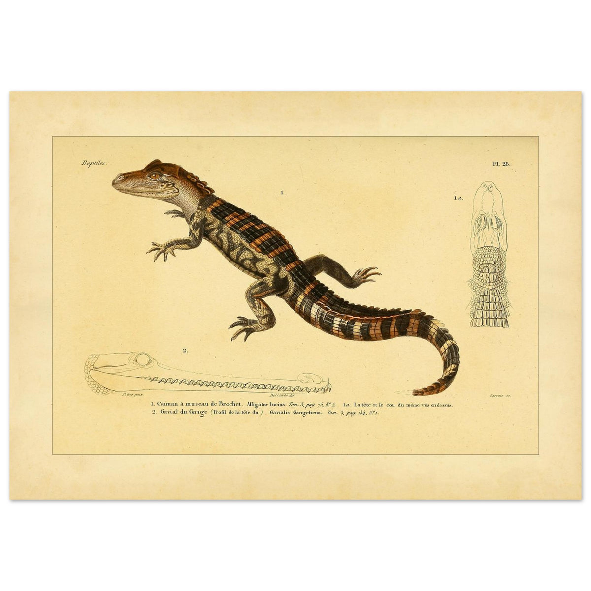 Kaiman und Gavial: Historische Reptilienillustration (50x70 cm). Herpetologische Tafel mit einem Kaiman und einem Gavial, inklusive Ansichten des Kaimankopfes und des Gavialkörpers.