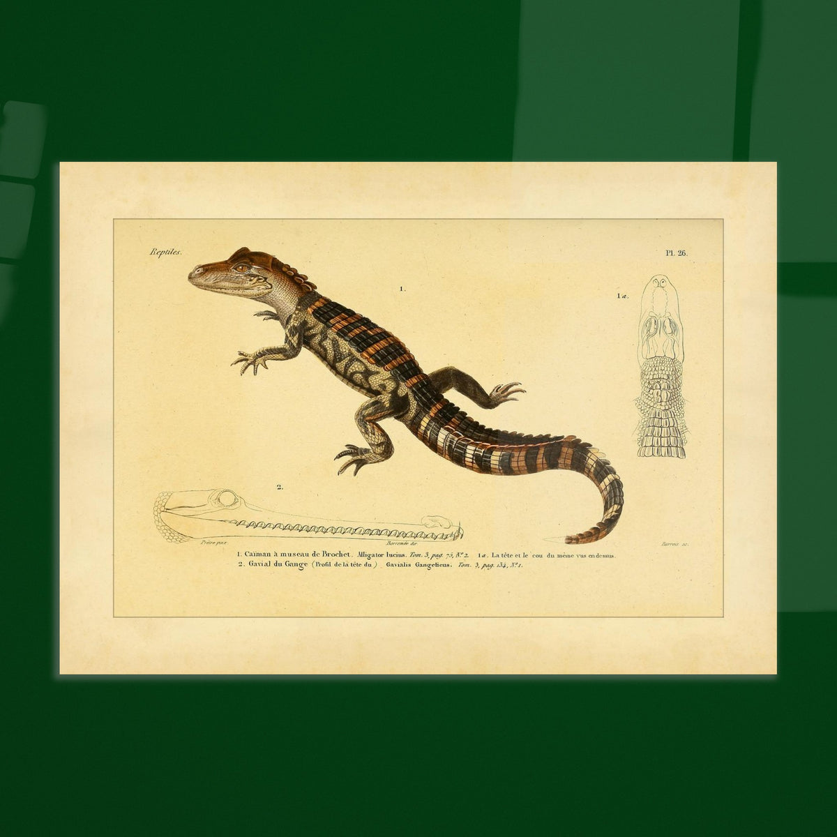 Kaiman und Gavial: Historische Reptilienillustration. Herpetologische Tafel mit einem Kaiman und einem Gavial, inklusive Ansichten des Kaimankopfes und des Gavialkörpers.