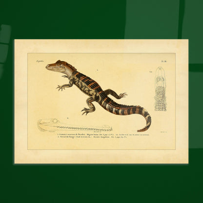 Kaiman und Gavial: Historische Reptilienillustration. Herpetologische Tafel mit einem Kaiman und einem Gavial, inklusive Ansichten des Kaimankopfes und des Gavialkörpers.