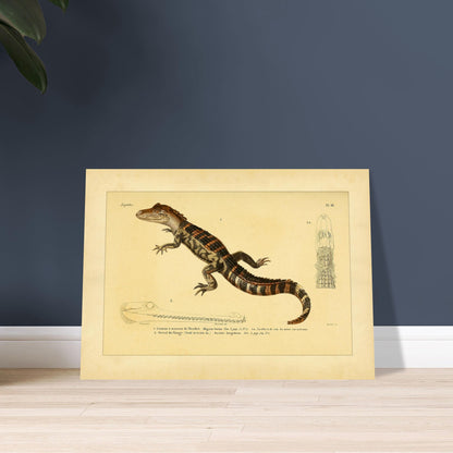 Kaiman und Gavial: Historische Reptilienillustration. Herpetologische Tafel mit einem Kaiman und einem Gavial, inklusive Ansichten des Kaimankopfes und des Gavialkörpers.