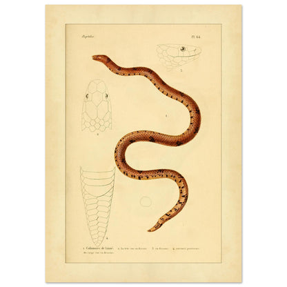 Calamaire de Linné: Reproduktion einer alten Schlangentafel (21x29,7 cm (A4)). Antike Tafel einer Schlange, der Linnaeus-Calamaria, mit bräunlichen und schwarzen Mustern, mit detaillierten Illustrationen ihres Kopfes von oben und im Profil sowie der Schwanzspitze.