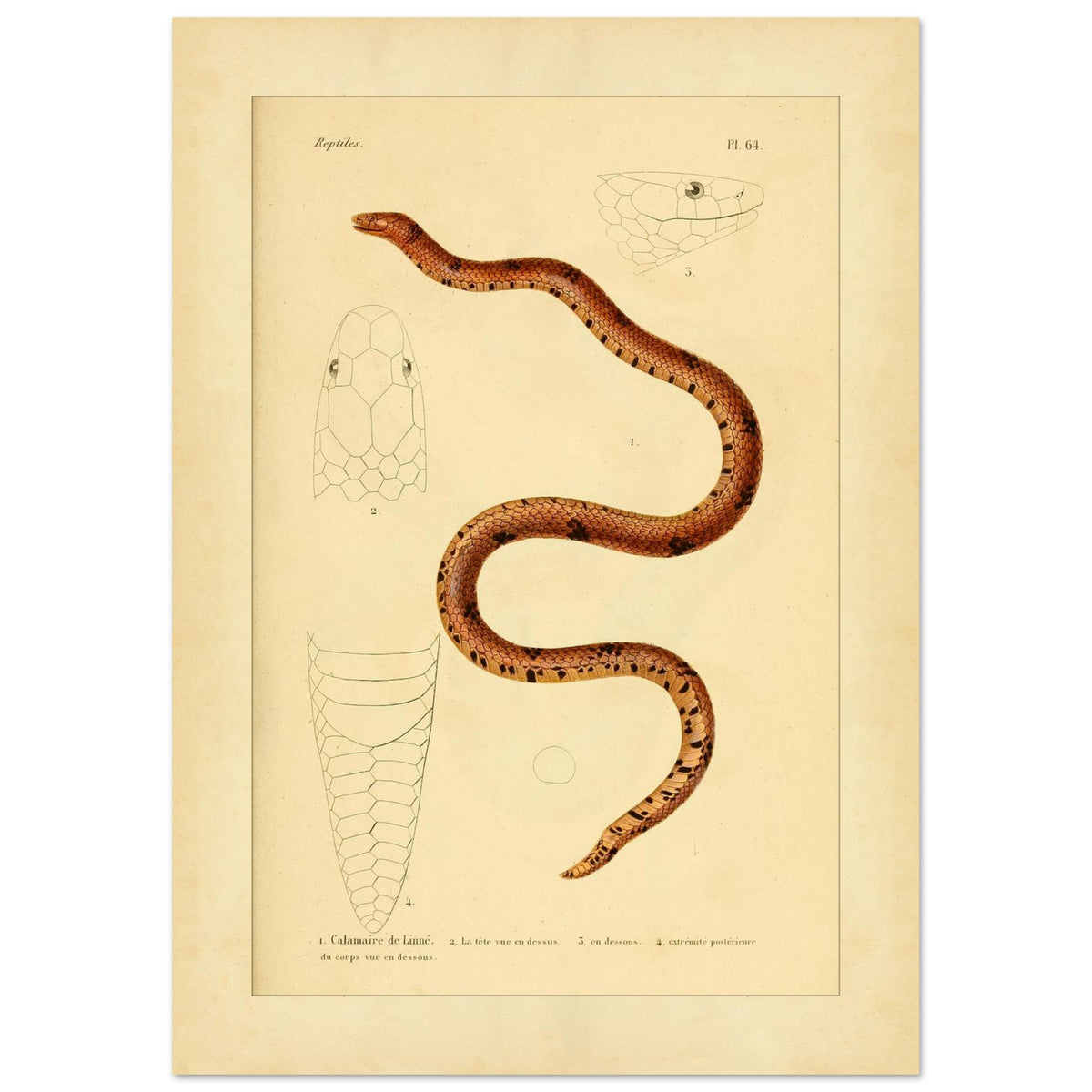 Calamaire de Linné: Reproduktion einer alten Schlangentafel (29,7x42 cm (A3)). Antike Tafel einer Schlange, der Linnaeus-Calamaria, mit bräunlichen und schwarzen Mustern, mit detaillierten Illustrationen ihres Kopfes von oben und im Profil sowie der Schwanzspitze.