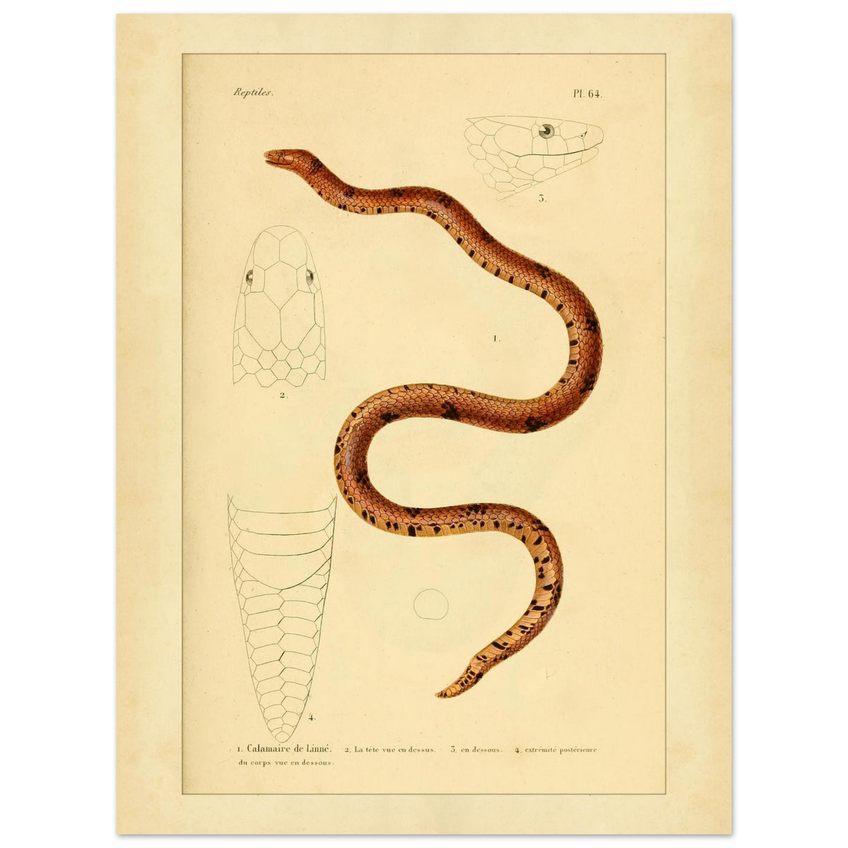 Calamaire de Linné: Reproduktion einer alten Schlangentafel (30x40 cm). Antike Tafel einer Schlange, der Linnaeus-Calamaria, mit bräunlichen und schwarzen Mustern, mit detaillierten Illustrationen ihres Kopfes von oben und im Profil sowie der Schwanzspitze.