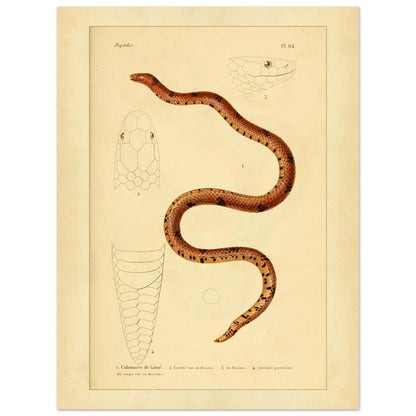 Calamaire de Linné: Reproduktion einer alten Schlangentafel (30x40 cm). Antike Tafel einer Schlange, der Linnaeus-Calamaria, mit bräunlichen und schwarzen Mustern, mit detaillierten Illustrationen ihres Kopfes von oben und im Profil sowie der Schwanzspitze.