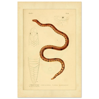 Calamaire de Linné: Reproduktion einer alten Schlangentafel (40x60 cm). Antike Tafel einer Schlange, der Linnaeus-Calamaria, mit bräunlichen und schwarzen Mustern, mit detaillierten Illustrationen ihres Kopfes von oben und im Profil sowie der Schwanzspitze.