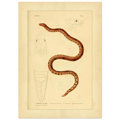 Calamaire de Linné: Reproduktion einer alten Schlangentafel (50x70 cm). Antike Tafel einer Schlange, der Linnaeus-Calamaria, mit bräunlichen und schwarzen Mustern, mit detaillierten Illustrationen ihres Kopfes von oben und im Profil sowie der Schwanzspitze.