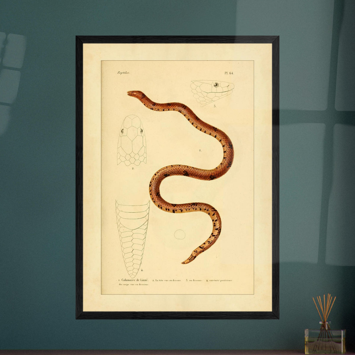 Calamaire de Linné: Reproduktion einer alten Schlangentafel. Antike Tafel einer Schlange, der Linnaeus-Calamaria, mit bräunlichen und schwarzen Mustern, mit detaillierten Illustrationen ihres Kopfes von oben und im Profil sowie der Schwanzspitze.