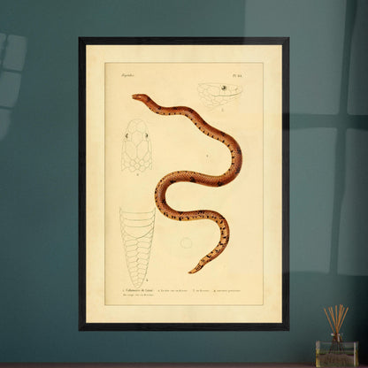 Calamaire de Linné: Reproduktion einer alten Schlangentafel. Antike Tafel einer Schlange, der Linnaeus-Calamaria, mit bräunlichen und schwarzen Mustern, mit detaillierten Illustrationen ihres Kopfes von oben und im Profil sowie der Schwanzspitze.