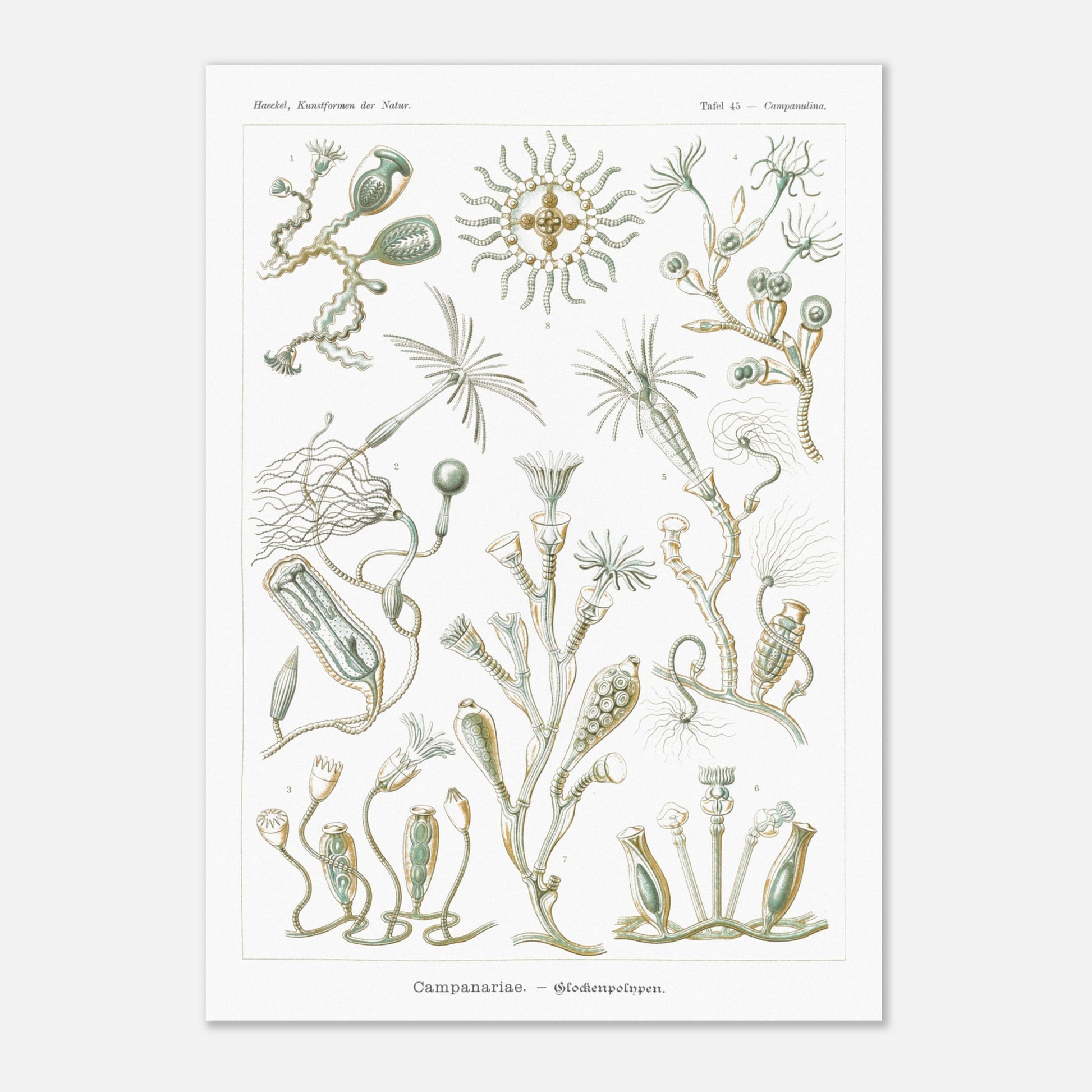 Planche naturaliste des Campanulés par Ernst Haeckel (29,7x42 cm (A3)). Planche de gravure naturaliste d'Ernst Haeckel illustrant des campanulés, montrant diverses colonies de ces organismes marins avec leurs structures distinctives, sur fond blanc.