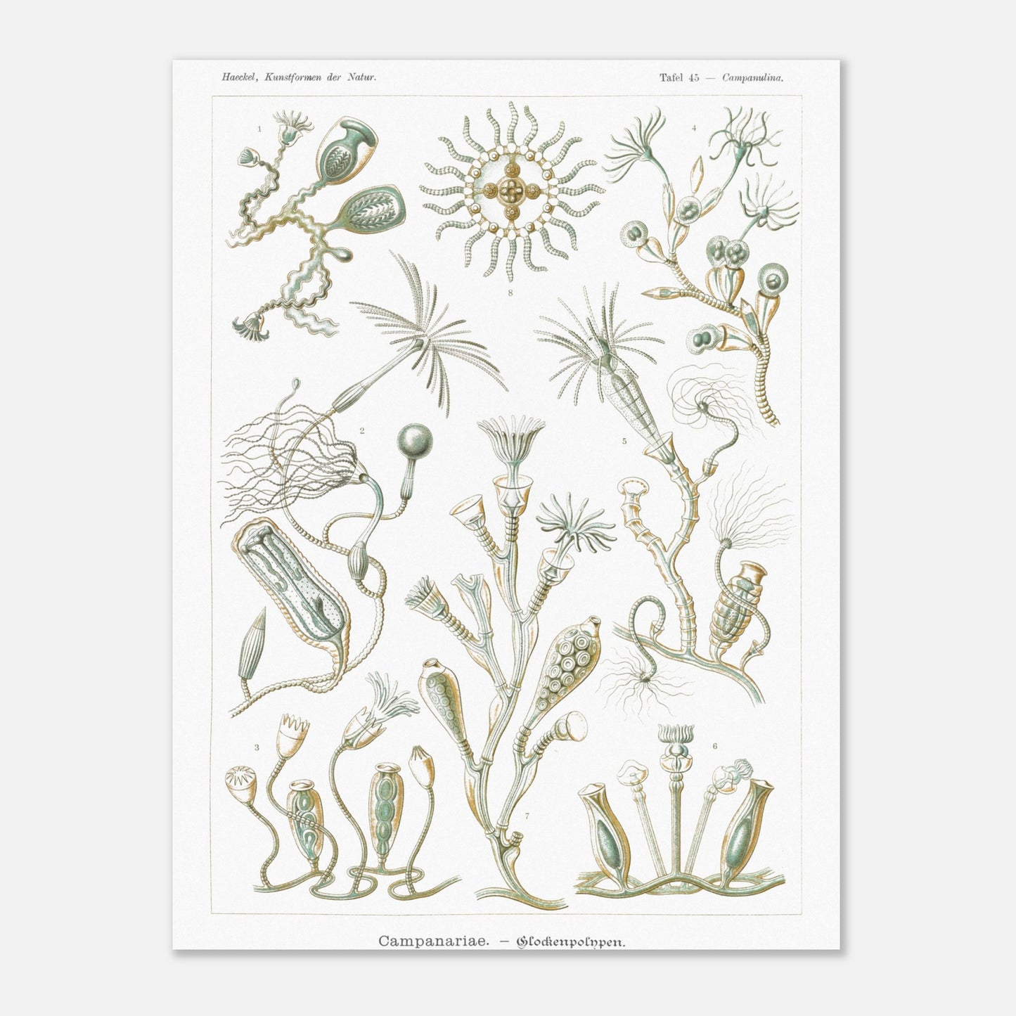 Planche naturaliste des Campanulés par Ernst Haeckel (30x40 cm). Planche de gravure naturaliste d'Ernst Haeckel illustrant des campanulés, montrant diverses colonies de ces organismes marins avec leurs structures distinctives, sur fond blanc.