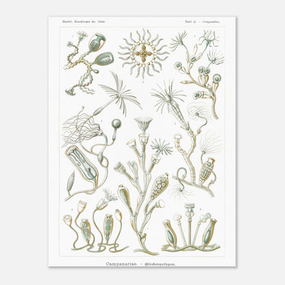 Planche naturaliste des Campanulés par Ernst Haeckel (30x40 cm). Planche de gravure naturaliste d'Ernst Haeckel illustrant des campanulés, montrant diverses colonies de ces organismes marins avec leurs structures distinctives, sur fond blanc.