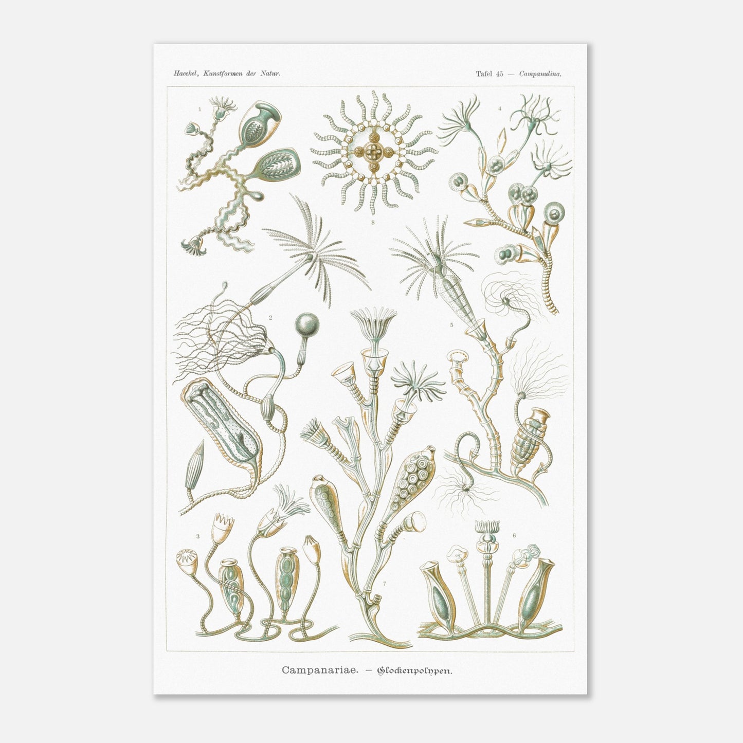 Planche naturaliste des Campanulés par Ernst Haeckel (40x60 cm). Planche de gravure naturaliste d'Ernst Haeckel illustrant des campanulés, montrant diverses colonies de ces organismes marins avec leurs structures distinctives, sur fond blanc.