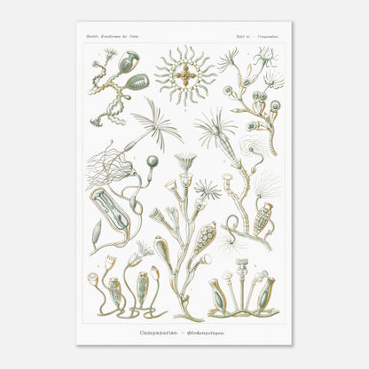 Planche naturaliste des Campanulés par Ernst Haeckel (40x60 cm). Planche de gravure naturaliste d'Ernst Haeckel illustrant des campanulés, montrant diverses colonies de ces organismes marins avec leurs structures distinctives, sur fond blanc.