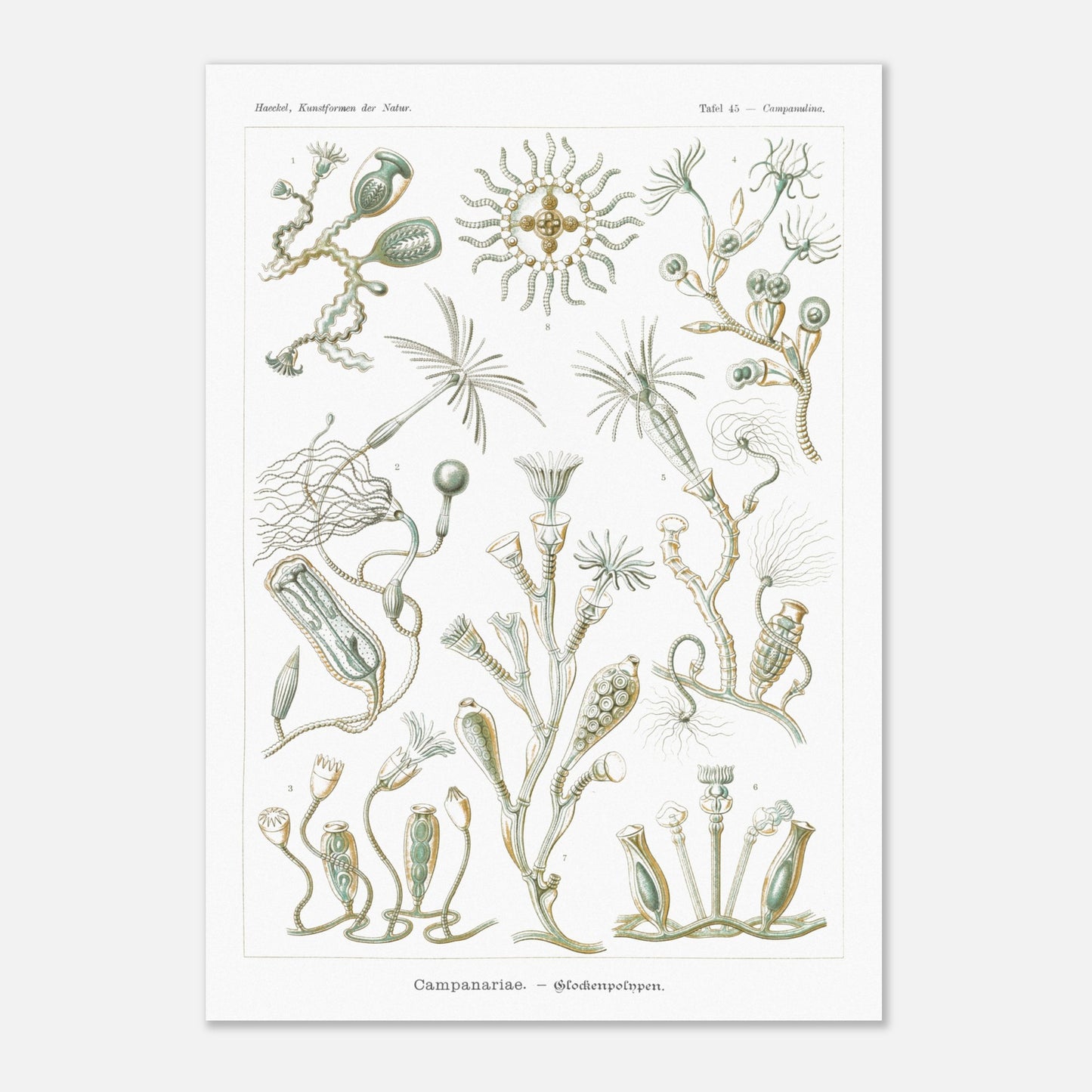 Planche naturaliste des Campanulés par Ernst Haeckel (42x59,4 cm (A2)). Planche de gravure naturaliste d'Ernst Haeckel illustrant des campanulés, montrant diverses colonies de ces organismes marins avec leurs structures distinctives, sur fond blanc.