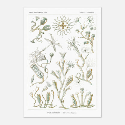 Planche naturaliste des Campanulés par Ernst Haeckel (42x59,4 cm (A2)). Planche de gravure naturaliste d'Ernst Haeckel illustrant des campanulés, montrant diverses colonies de ces organismes marins avec leurs structures distinctives, sur fond blanc.