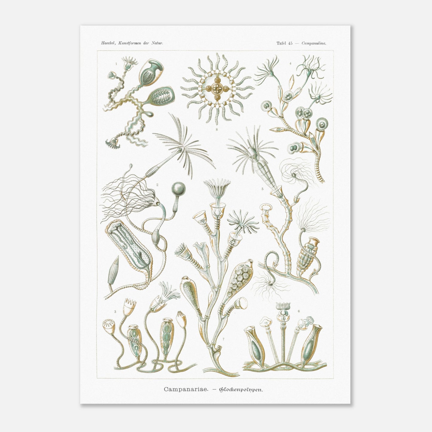 Planche naturaliste des Campanulés par Ernst Haeckel (50x70 cm). Planche de gravure naturaliste d'Ernst Haeckel illustrant des campanulés, montrant diverses colonies de ces organismes marins avec leurs structures distinctives, sur fond blanc.