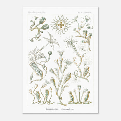 Planche naturaliste des Campanulés par Ernst Haeckel (50x70 cm). Planche de gravure naturaliste d'Ernst Haeckel illustrant des campanulés, montrant diverses colonies de ces organismes marins avec leurs structures distinctives, sur fond blanc.