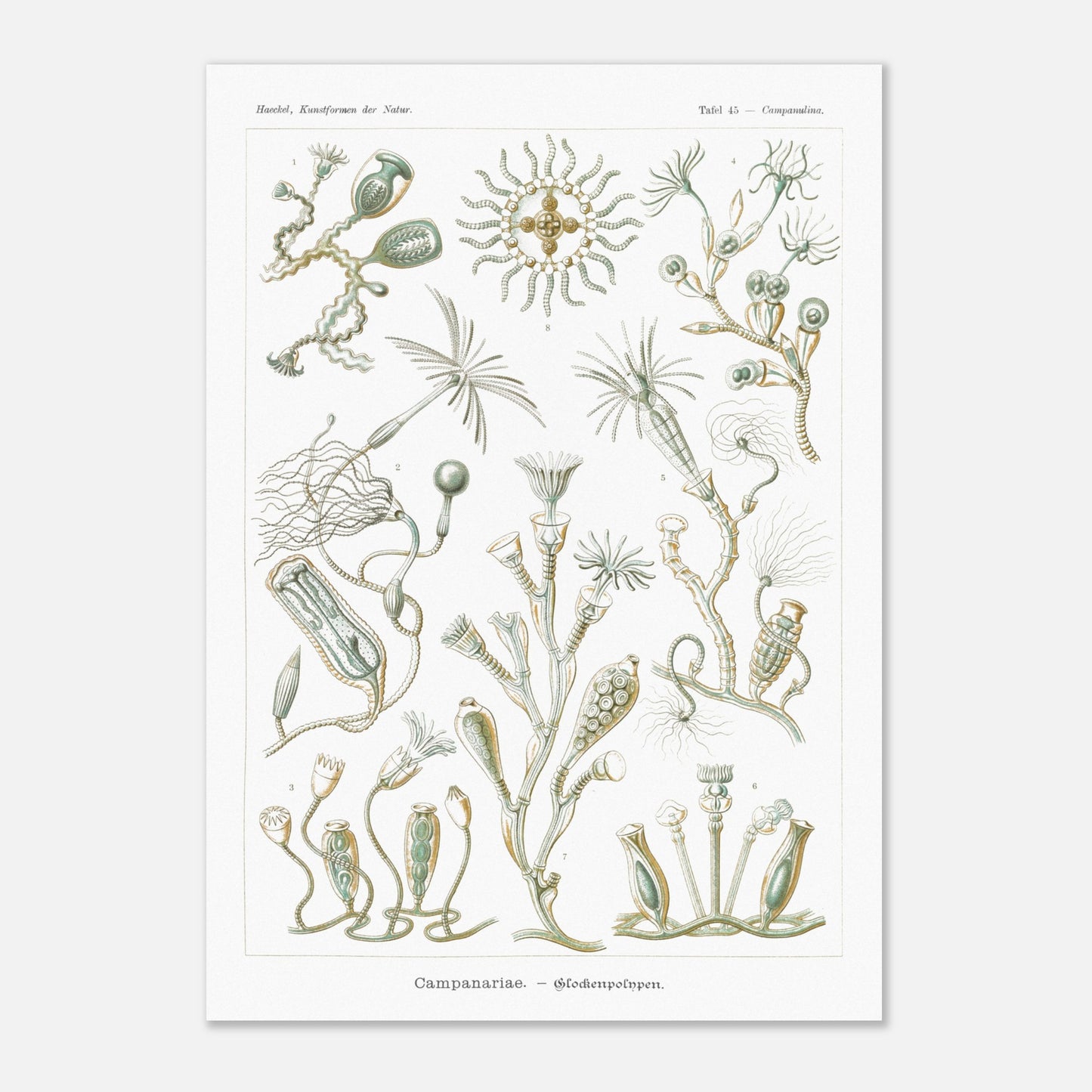 Planche naturaliste des Campanulés par Ernst Haeckel (59,4x84,1 cm (A1)). Planche de gravure naturaliste d'Ernst Haeckel illustrant des campanulés, montrant diverses colonies de ces organismes marins avec leurs structures distinctives, sur fond blanc.