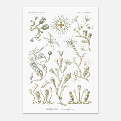 Planche naturaliste des Campanulés par Ernst Haeckel (59,4x84,1 cm (A1)). Planche de gravure naturaliste d'Ernst Haeckel illustrant des campanulés, montrant diverses colonies de ces organismes marins avec leurs structures distinctives, sur fond blanc.