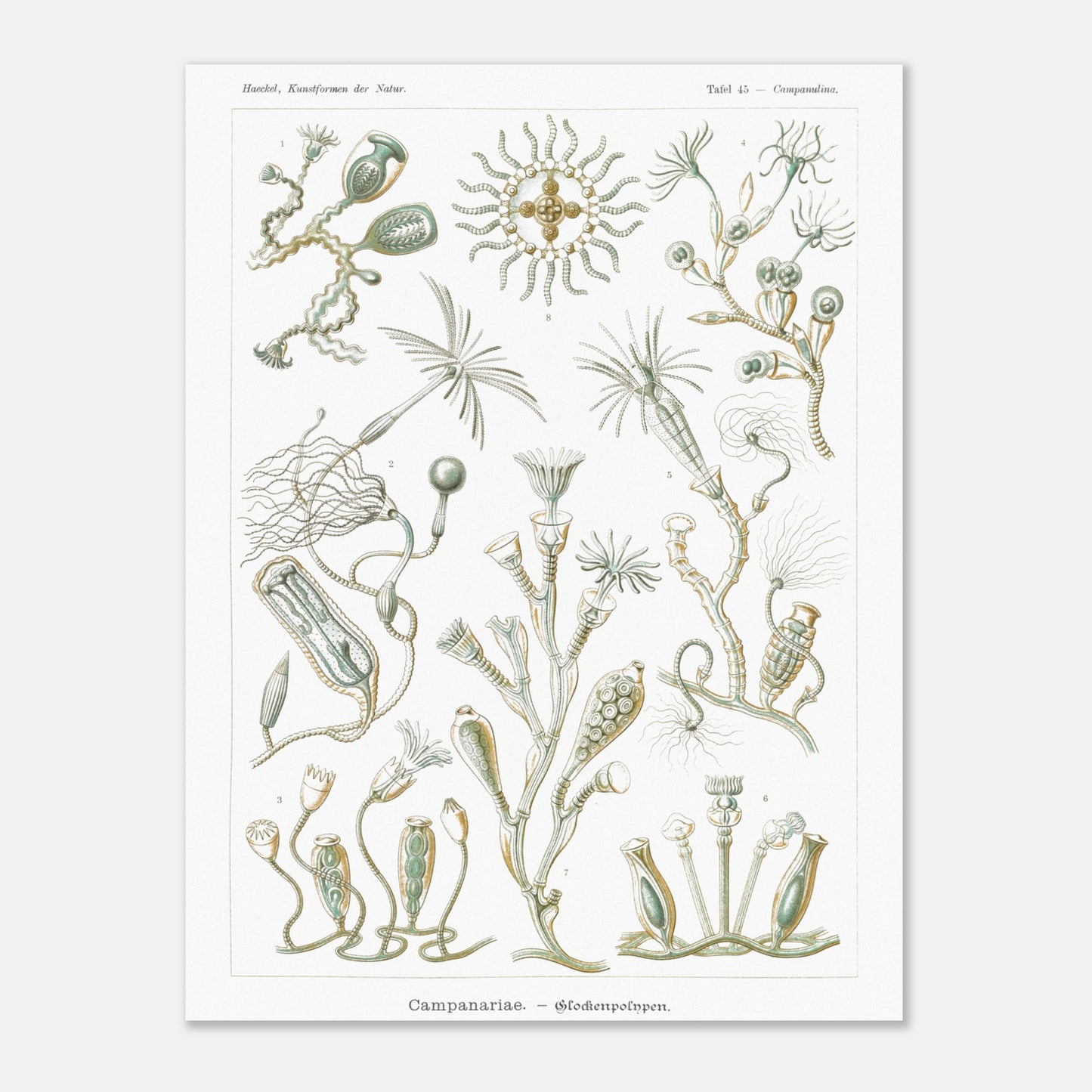 Planche naturaliste des Campanulés par Ernst Haeckel (60x80 cm). Planche de gravure naturaliste d'Ernst Haeckel illustrant des campanulés, montrant diverses colonies de ces organismes marins avec leurs structures distinctives, sur fond blanc.