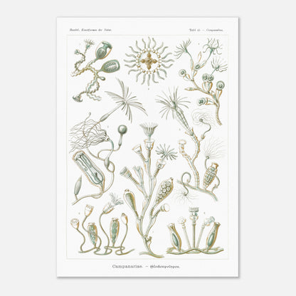 Planche naturaliste des Campanulés par Ernst Haeckel (70x100 cm). Planche de gravure naturaliste d'Ernst Haeckel illustrant des campanulés, montrant diverses colonies de ces organismes marins avec leurs structures distinctives, sur fond blanc.