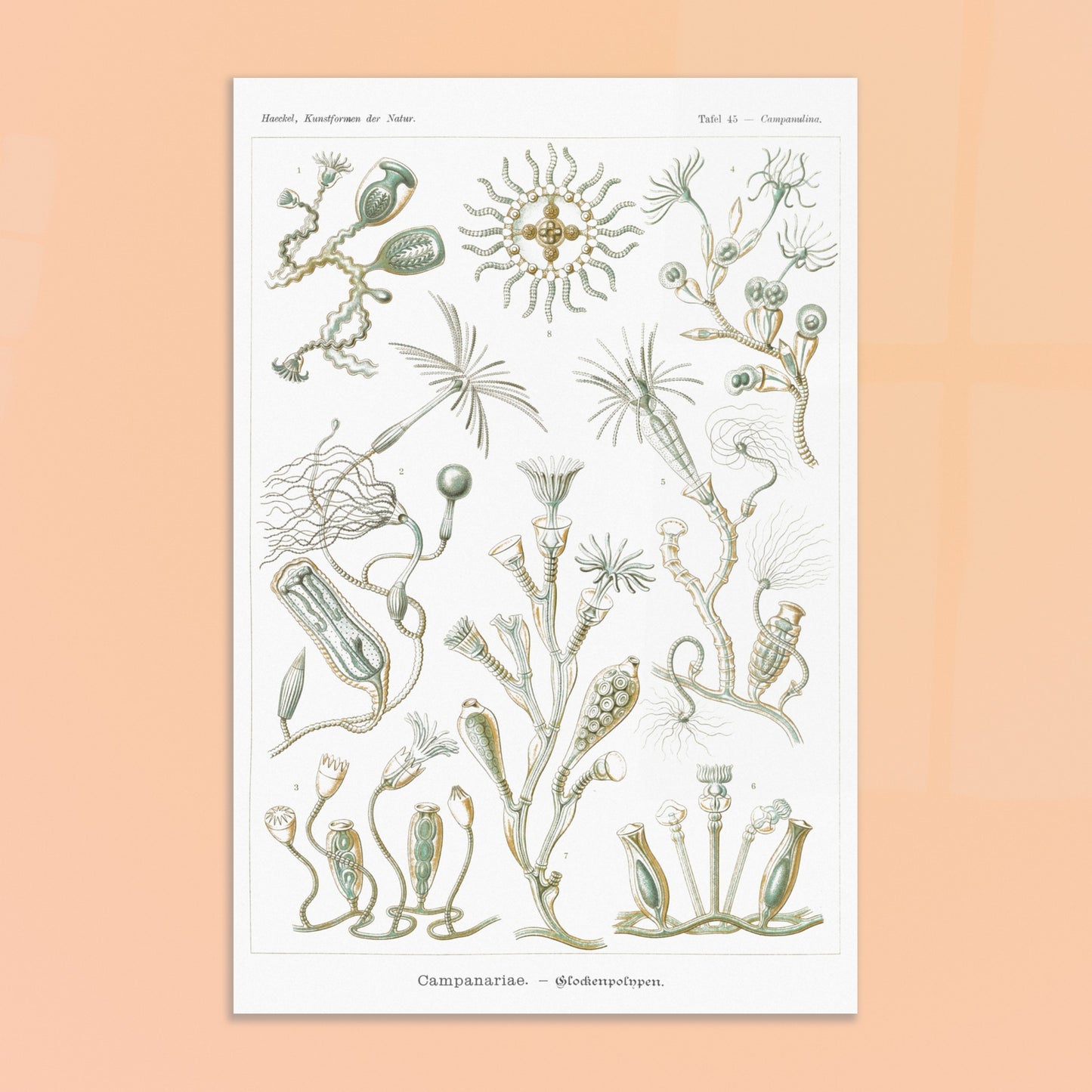 Planche naturaliste des Campanulés par Ernst Haeckel. Planche de gravure naturaliste d'Ernst Haeckel illustrant des campanulés, montrant diverses colonies de ces organismes marins avec leurs structures distinctives, sur fond blanc. Image d'illustration 8