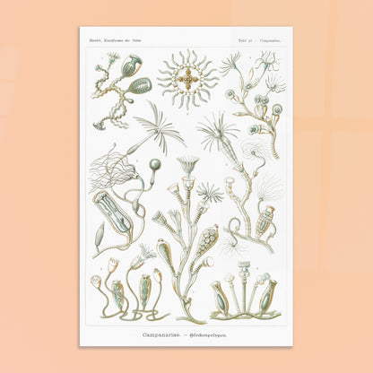 Planche naturaliste des Campanulés par Ernst Haeckel. Planche de gravure naturaliste d'Ernst Haeckel illustrant des campanulés, montrant diverses colonies de ces organismes marins avec leurs structures distinctives, sur fond blanc. Image d'illustration 8